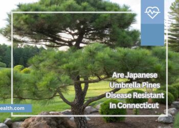 Are Japanese Umbrella Pines Disease Resistant In Connecticut