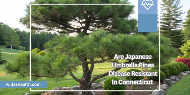 Are Japanese Umbrella Pines Disease Resistant In Connecticut